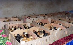 供應(yīng)山東優(yōu)質(zhì)小土雞，把握商機(jī)賺大錢