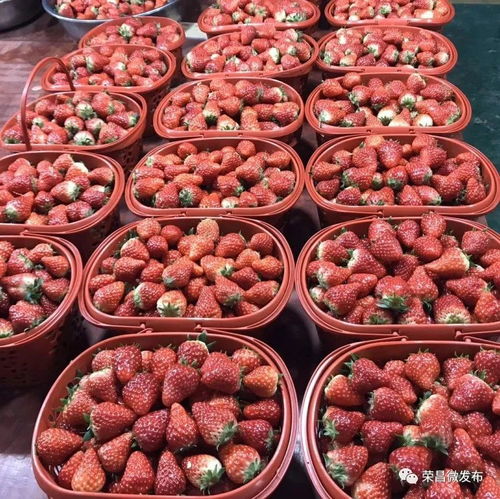 榮昌本地農副產品線上選購指南 手機下單，美味到家